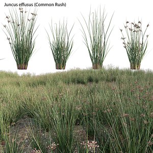 3D Juncus effusus - Common Rush 02