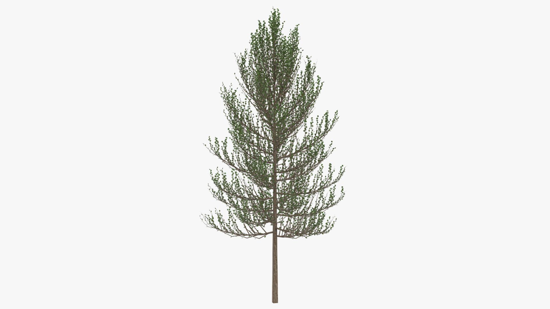 Tree 1 3D model https://p.turbosquid.com/ts-thumb/8t/XkNg1i/Cf/tree1turntables/jpg/1618574278/1920x1080/turn_fit_q99/33d9045502d0a027b6ea0f7b578d0b0f1f778957/tree1turntables-1.jpg