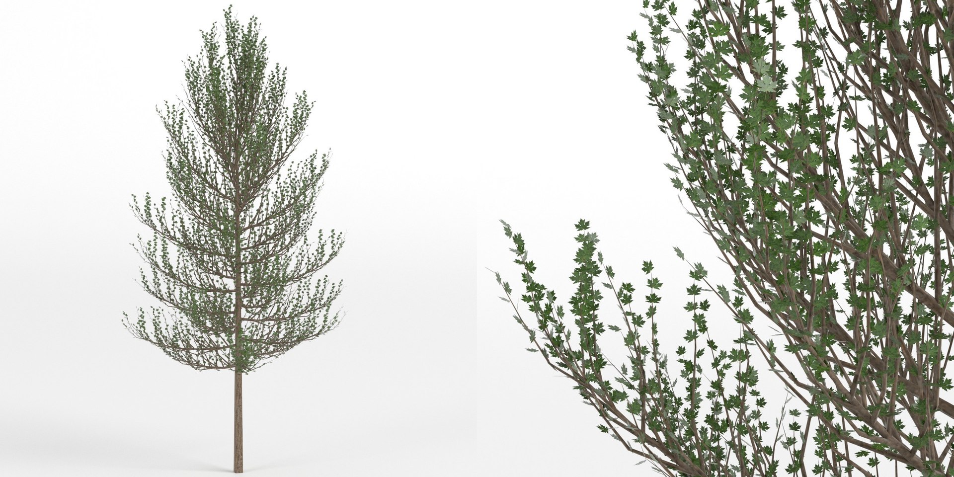 Tree 1 3D model https://p.turbosquid.com/ts-thumb/8t/XkNg1i/TD/tree101/jpg/1618574180/1920x1080/fit_q87/215bf5013dfeba64375967df212f3afee6820ad4/tree101.jpg
