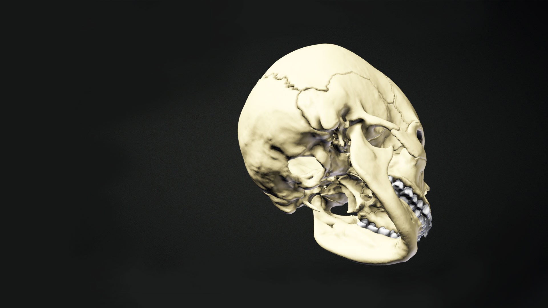 3D Human Skull Animation https://p.turbosquid.com/ts-thumb/8t/hTj7Wm/WS/preview09/jpg/1643088649/1920x1080/fit_q87/c220362bc1cbfefd1fc11568466cf2e997d5fd74/preview09.jpg