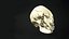 Human Skull Animation