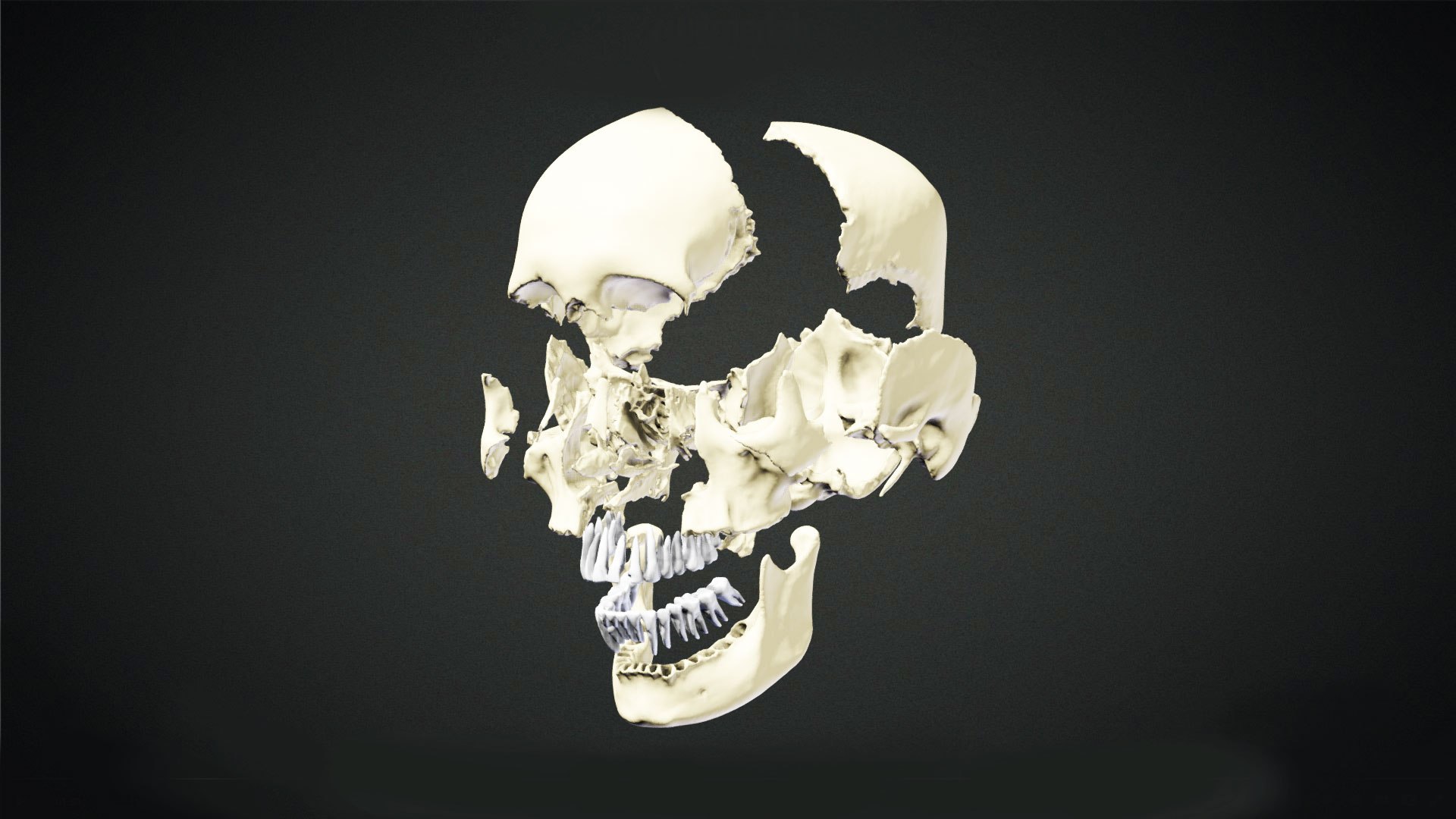 3D Human Skull Animation https://p.turbosquid.com/ts-thumb/8t/hTj7Wm/X2/preview02/jpg/1643088647/1920x1080/fit_q87/9c4f16ff872336a85601b9c1635c58617e2e1443/preview02.jpg