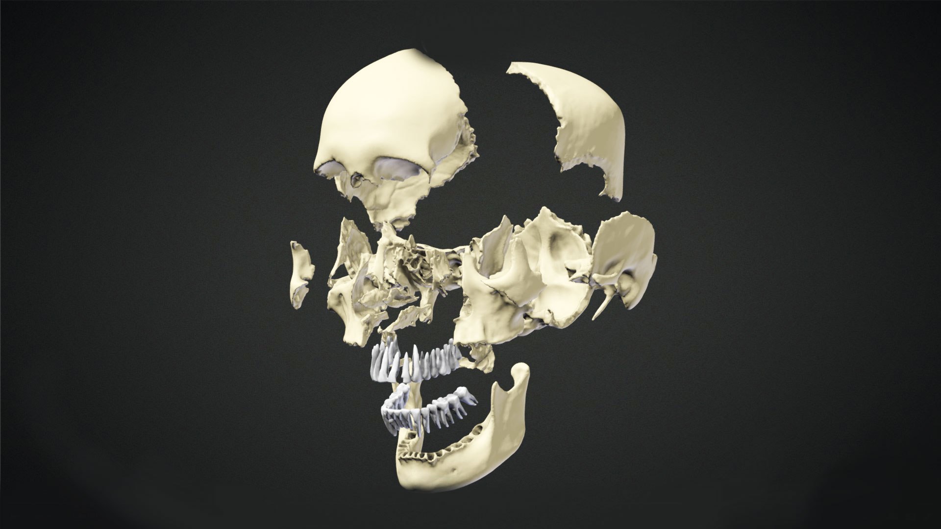 3D Human Skull Animation https://p.turbosquid.com/ts-thumb/8t/hTj7Wm/Xh/preview03/jpg/1643088647/1920x1080/fit_q87/1357d34c943c1f6e0572b4e3796bca4b3ae69a1e/preview03.jpg