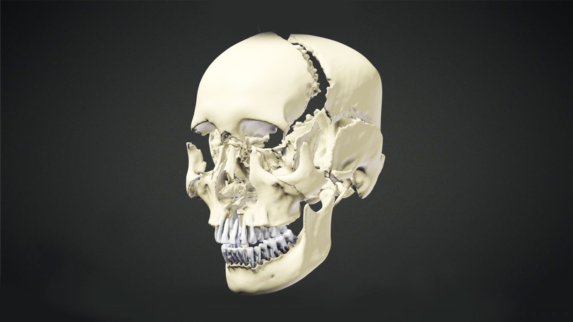 3D Human Skull Animation https://p.turbosquid.com/ts-thumb/8t/hTj7Wm/Yt/preview01/jpg/1643088647/1920x1080/fit_q87/71f97178283b5a0aa04dee4c8a2175bb5dd13201/preview01.jpg