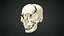 Human Skull Animation