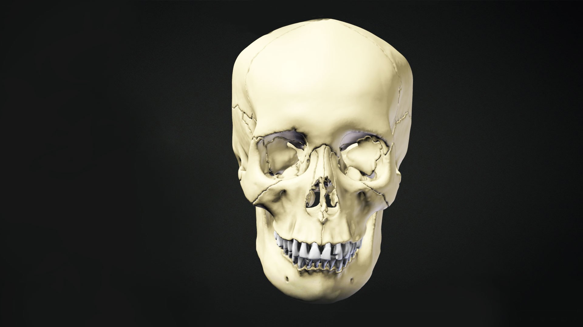 3D Human Skull Animation https://p.turbosquid.com/ts-thumb/8t/hTj7Wm/iL/preview08/jpg/1643088649/1920x1080/fit_q87/5740226f329a1f1841e39eb4711e46ad0839425c/preview08.jpg