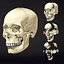 Human Skull Animation