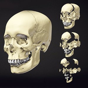 Human Skull Animation