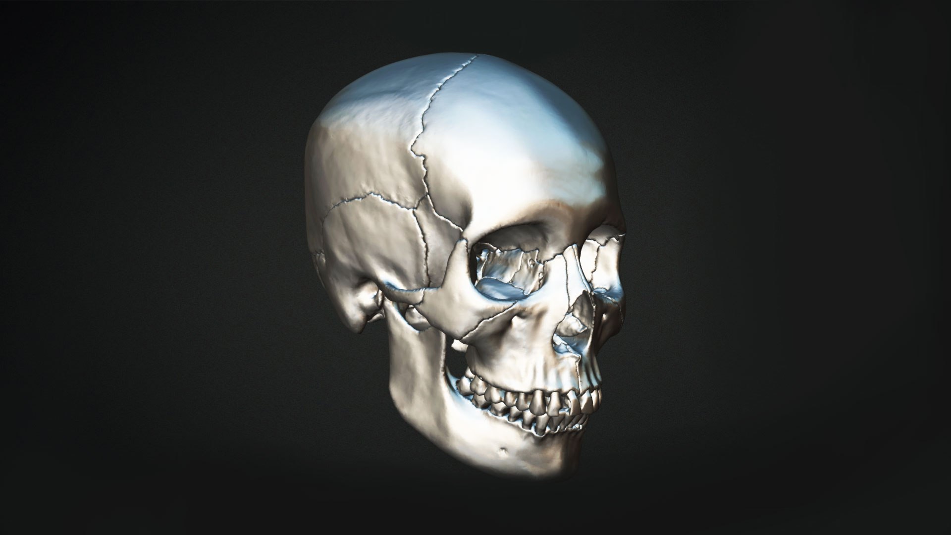3D Human Skull Animation https://p.turbosquid.com/ts-thumb/8t/hTj7Wm/w0/preview05/jpg/1643088648/1920x1080/fit_q87/b02b9cd9746b8cdf01274b81cfaa2123c13e97e6/preview05.jpg
