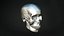 Human Skull Animation