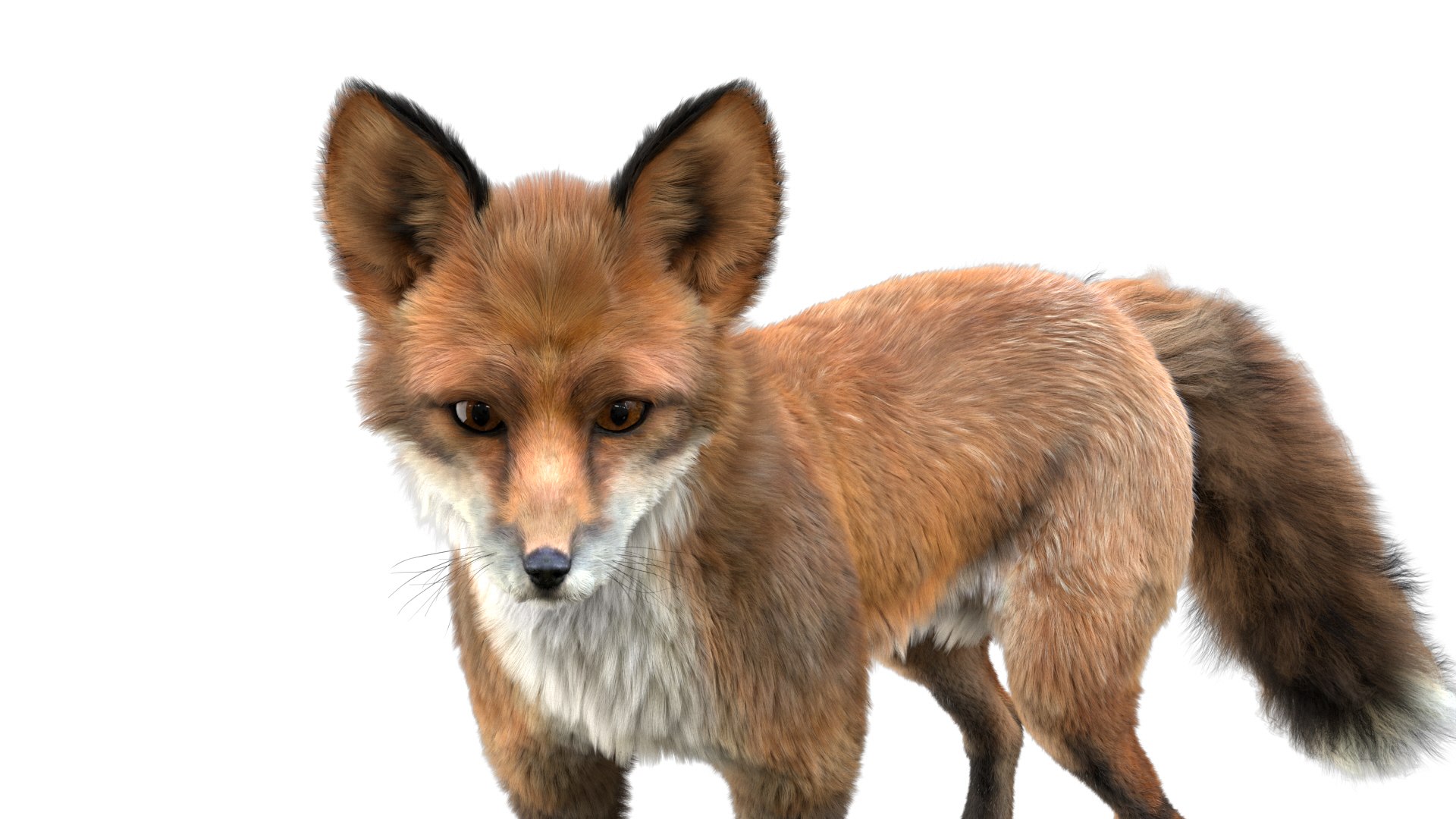 Fox Rigged 3D Model - TurboSquid 1492245