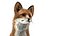 fox rigged 3D model