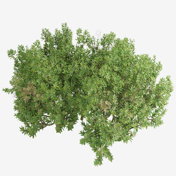 3D Set of Dissectum Atropurpureum or Acer Palmatum Shrubs - 2 shrubs ...