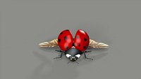 Ladybug Coccinella