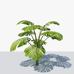 3D Monstera Tropical Plant