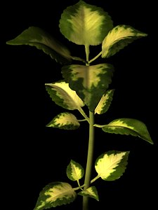 plant petals stem 3d obj