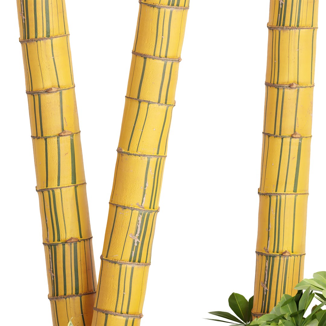 3D model indoor plants collection vol 83 https://p.turbosquid.com/ts-thumb/8u/7I0tsB/s6/5/jpg/1663670571/1920x1080/fit_q87/c85858b75483e9e1c242a5883a1a8d7be29802b2/5.jpg
