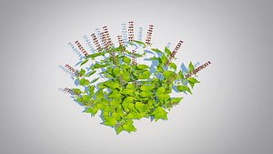 Ocimum tenuiflorum-Holy Basil 3D model