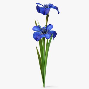 3D realistic irises flower