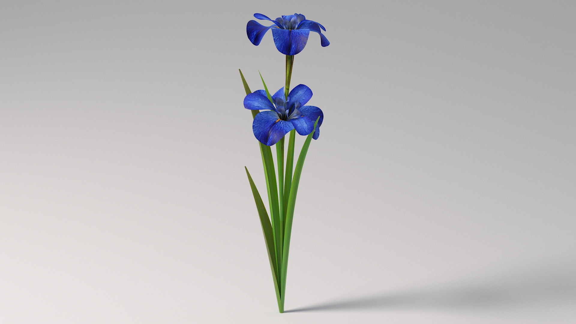 3D realistic irises flower https://p.turbosquid.com/ts-thumb/8u/OY7q3G/kn/irisestba/jpg/1773401555/1920x1080/turn_fit_q99/5e52bf22fe02e7c69b97501652f789c0ce01cb3e/irisestba-1.jpg