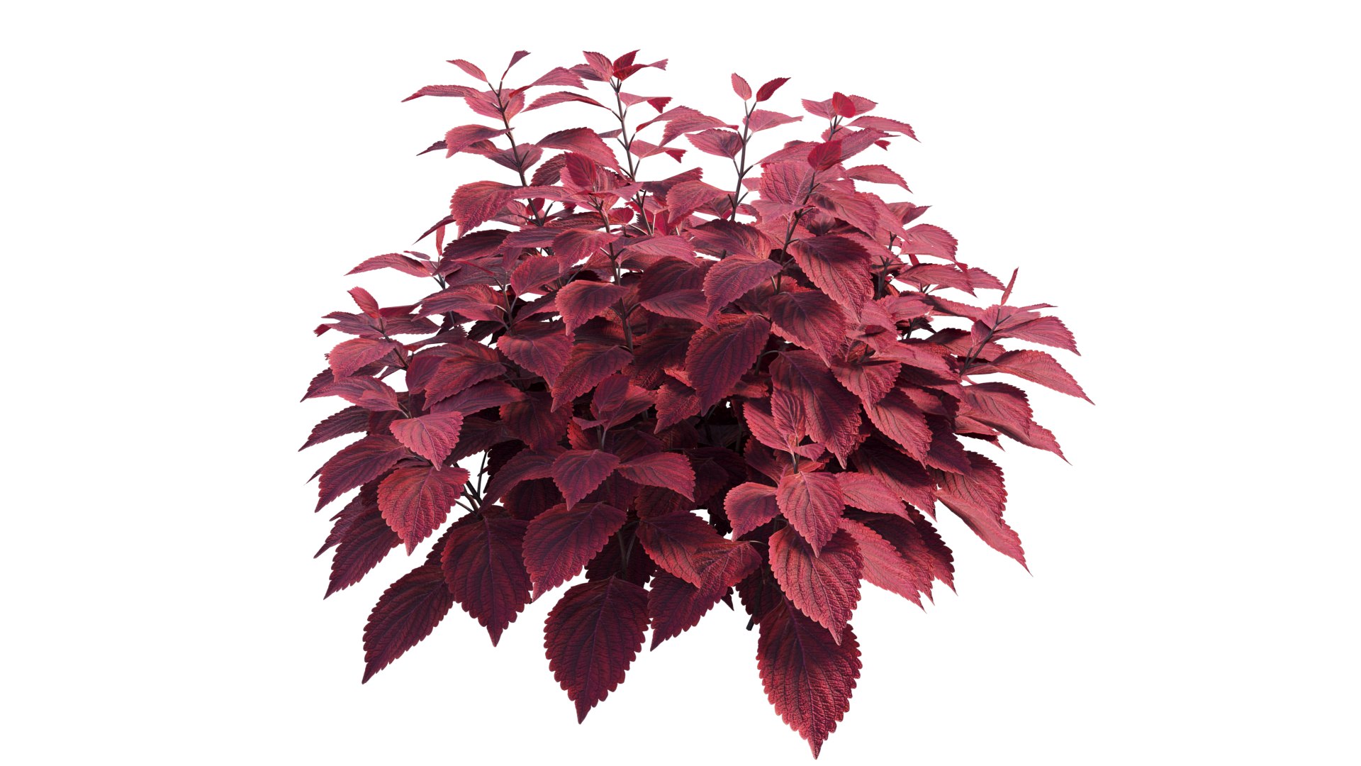 coleus plant model https://p.turbosquid.com/ts-thumb/8u/P7tVm0/4c/3_interactivelightmix/png/1612522123/1920x1080/fit_q87/ebaa0e9294b7357e7bc09b0b26f332faa7672aa8/3_interactivelightmix.jpg