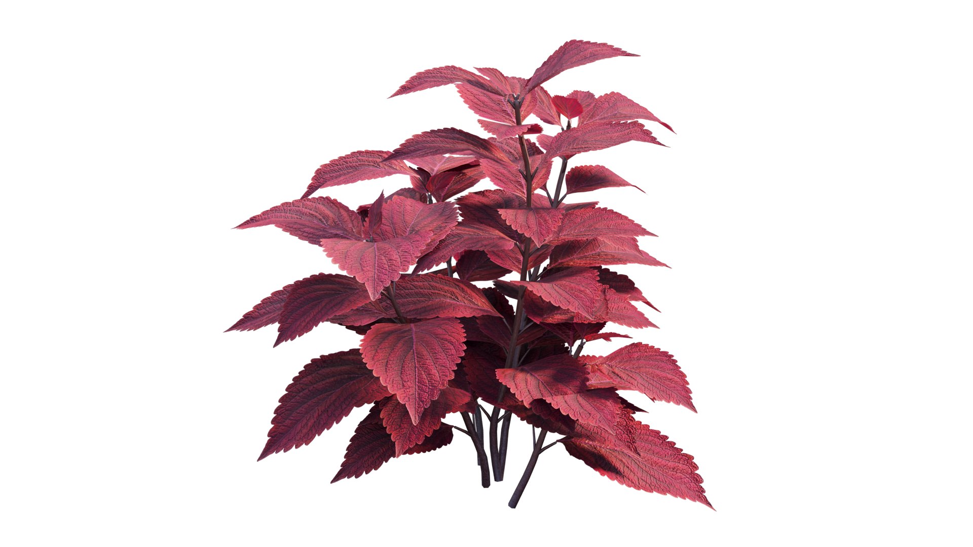coleus plant model https://p.turbosquid.com/ts-thumb/8u/P7tVm0/YA/7_interactivelightmix/png/1612522121/1920x1080/fit_q87/69a8d05a4520a10a32cdd2dc8b4a749e1072437c/7_interactivelightmix.jpg