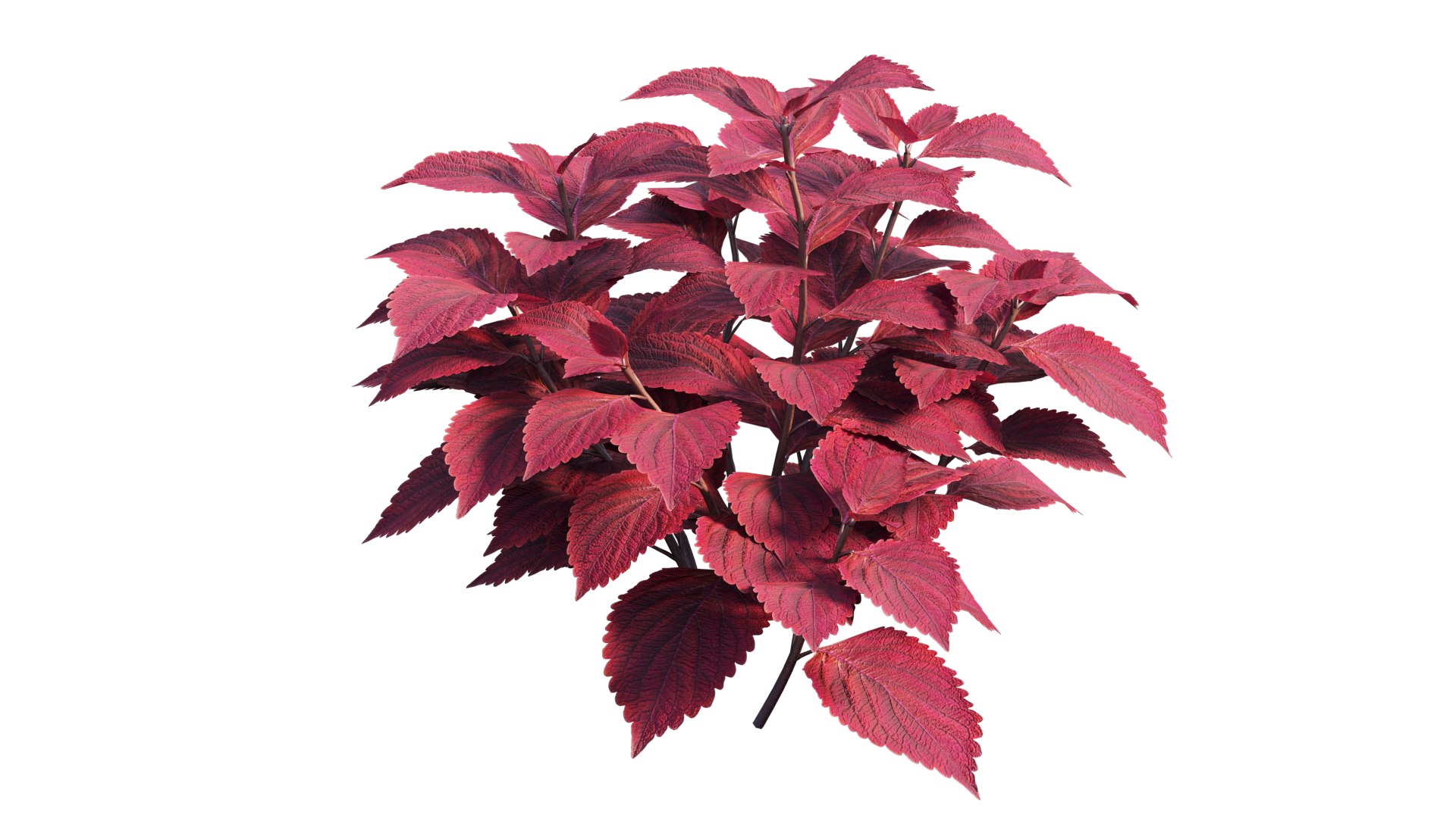 coleus plant model https://p.turbosquid.com/ts-thumb/8u/P7tVm0/Zm/6_interactivelightmix/png/1612522122/1920x1080/fit_q87/b99ec8c24e253a5ebff7d43d7f033efa3845fe0e/6_interactivelightmix.jpg