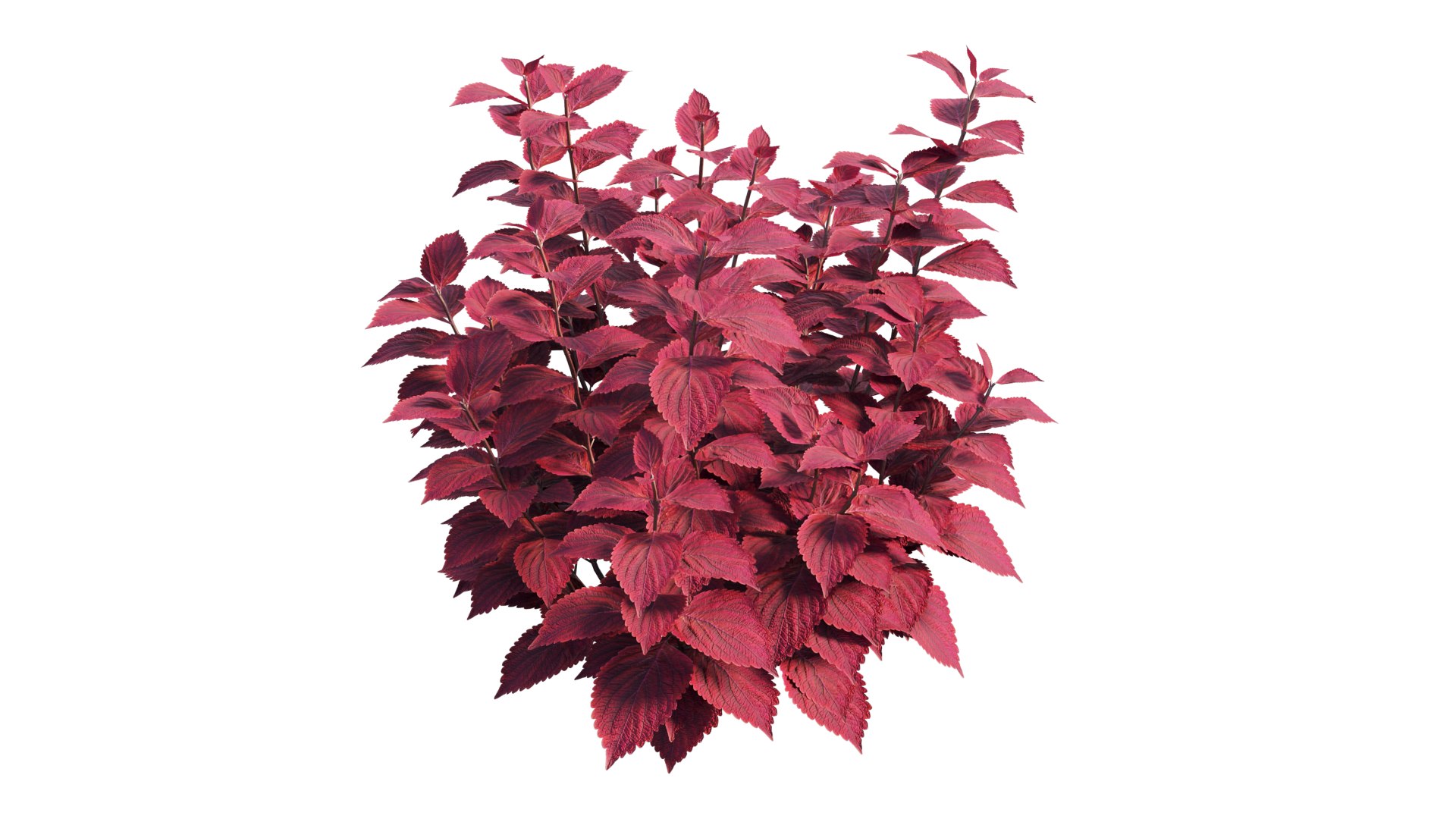 coleus plant model https://p.turbosquid.com/ts-thumb/8u/P7tVm0/cI/2_interactivelightmix/png/1612522122/1920x1080/fit_q87/bb4babf7de6ad1baa166c2ae7a31bf4585fc764a/2_interactivelightmix.jpg