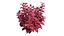 Coleus Pflanzenset 02