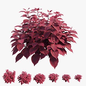 coleus plant model