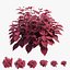 Coleus Pflanzenset 02