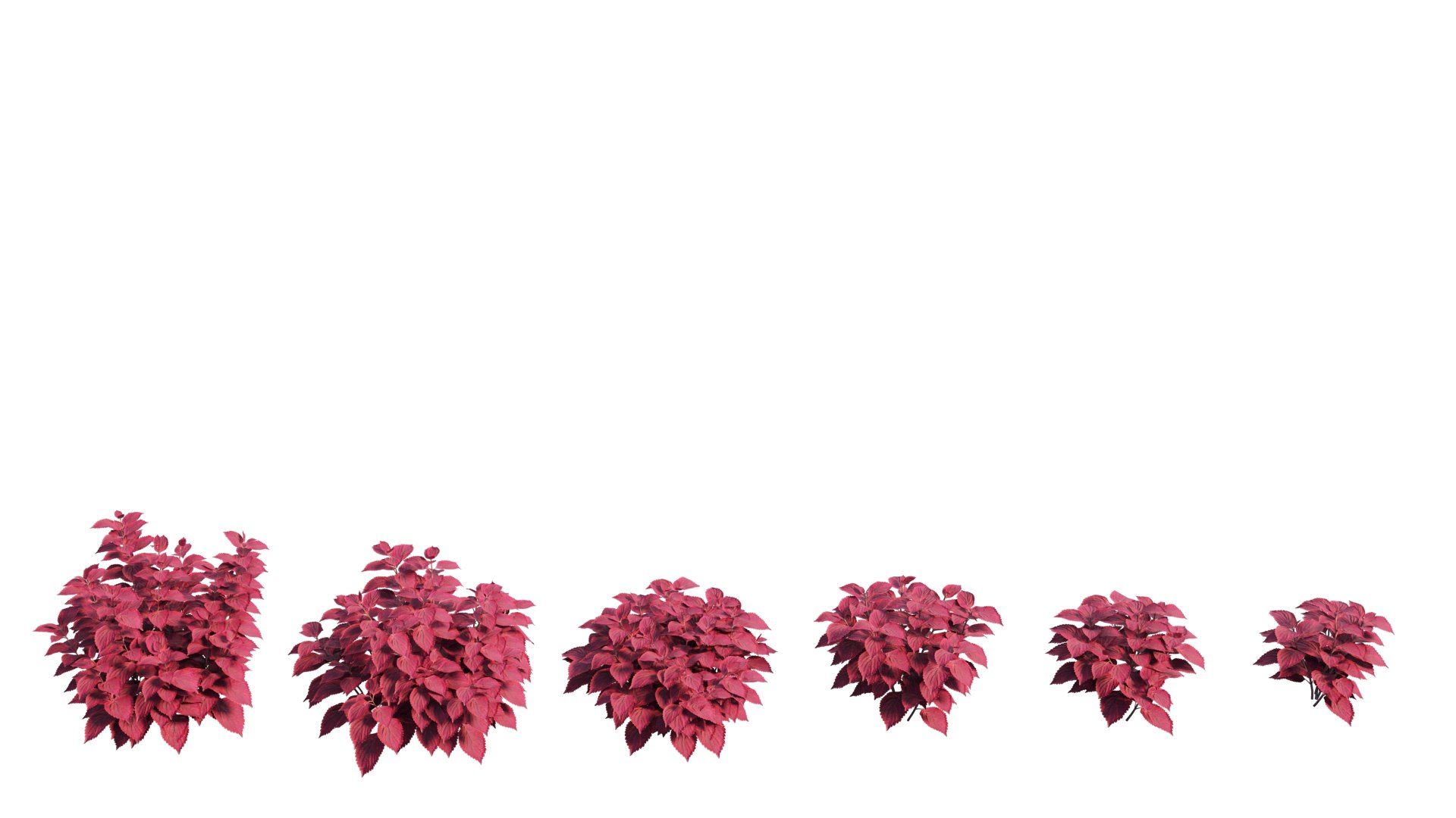 coleus plant model https://p.turbosquid.com/ts-thumb/8u/P7tVm0/hg/1_interactivelightmix/png/1612522121/1920x1080/fit_q87/5b705f92c1a8df8c9731455321a1ed134383f349/1_interactivelightmix.jpg