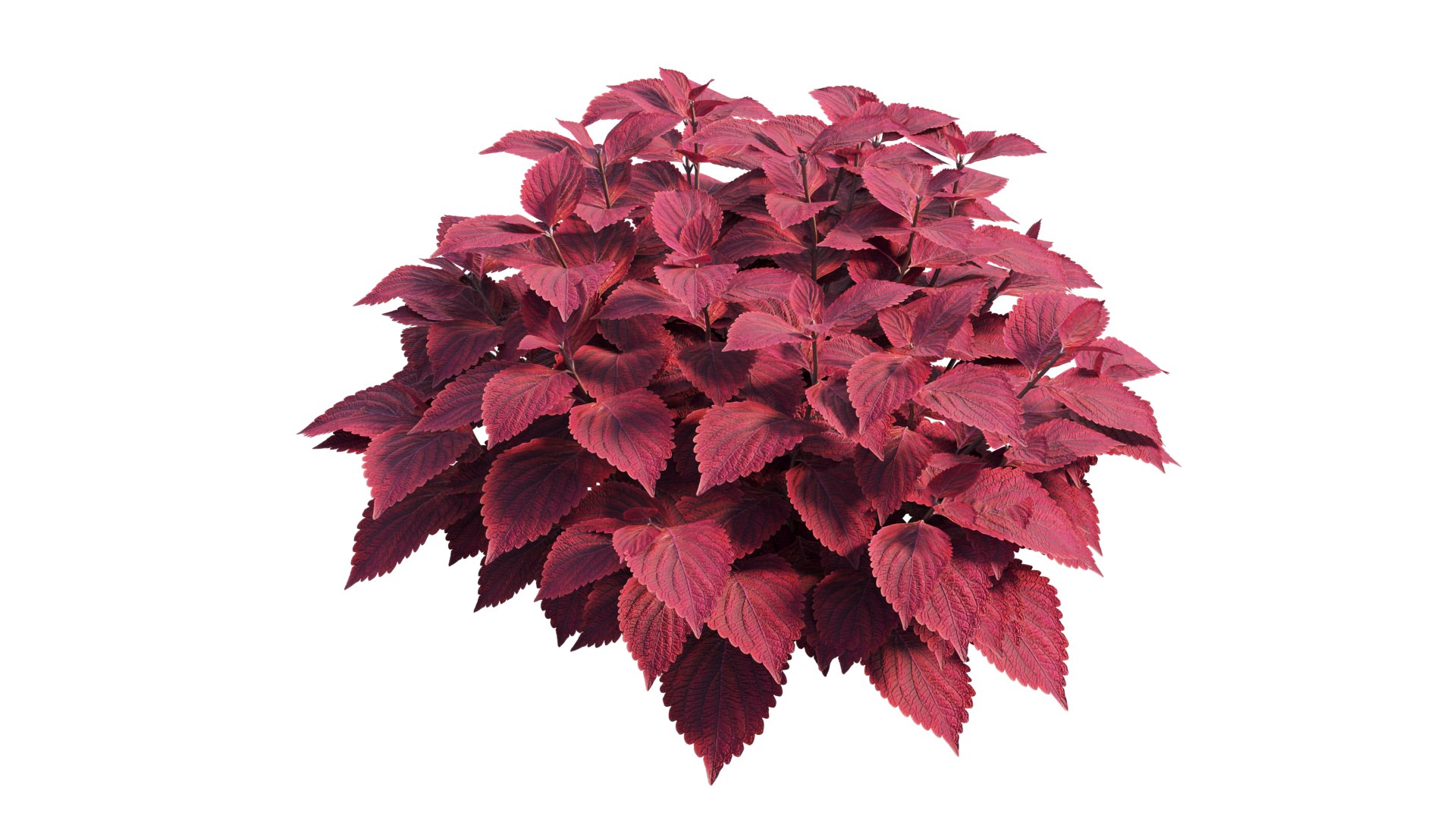coleus plant model https://p.turbosquid.com/ts-thumb/8u/P7tVm0/so/4_interactivelightmix/png/1612522123/1920x1080/fit_q87/8e7e13bf2e6510998825200ba85698f68cb5864f/4_interactivelightmix.jpg