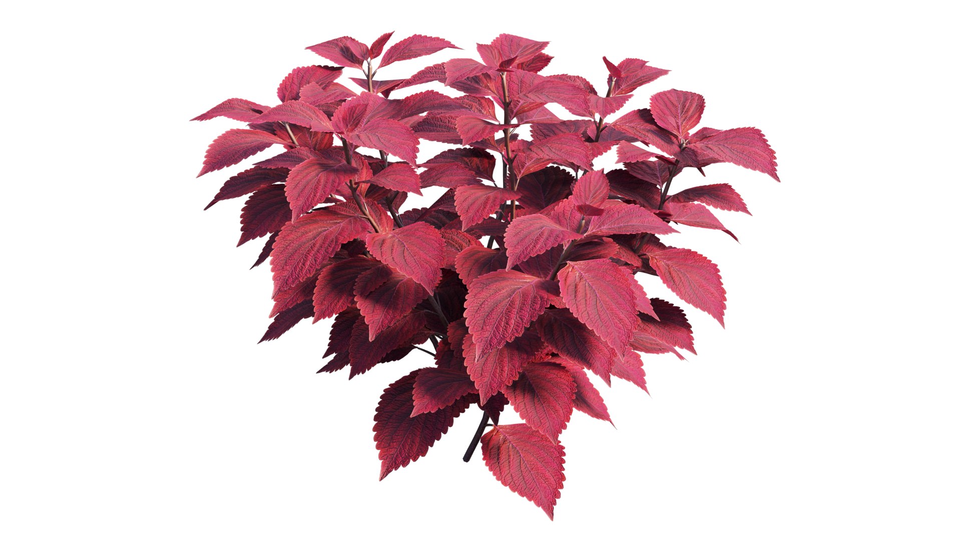 coleus plant model https://p.turbosquid.com/ts-thumb/8u/P7tVm0/wA/5_interactivelightmix/png/1612522128/1920x1080/fit_q87/3d9f70784db8964db344c99f619cb4b7ab6c81b4/5_interactivelightmix.jpg