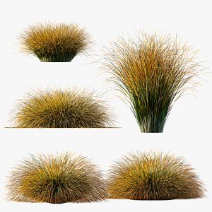 3D AV Carex Testacea Orange Sedge Grass Prairie Fire model