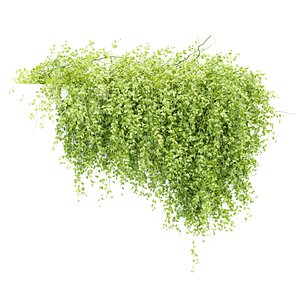 3D Hanging Wall Creeper Plants N22502
