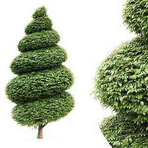 Burford Holly Spiral Topiary