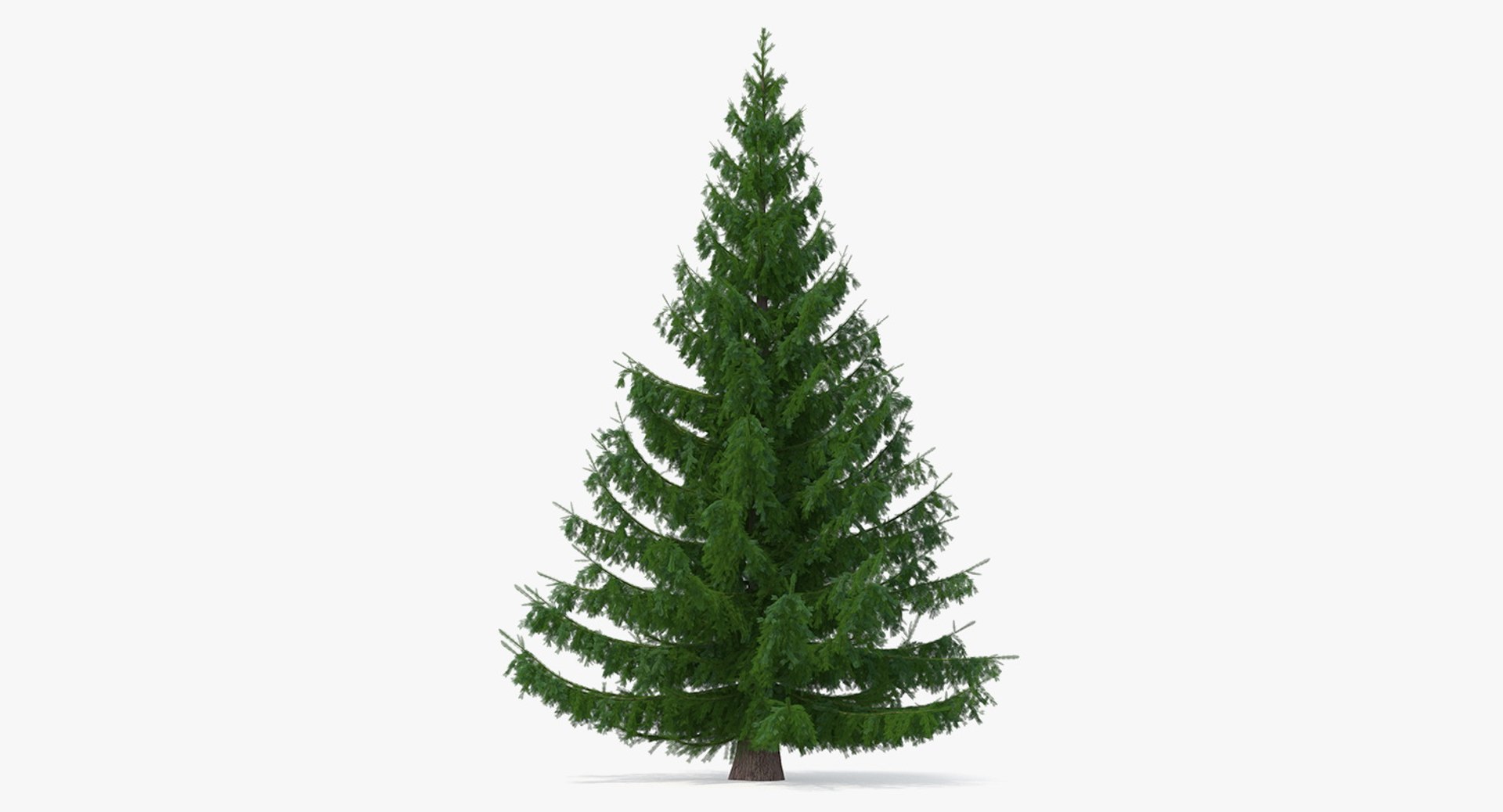 Serbian Spruce 3D model preview
