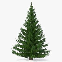 Serbian Spruce