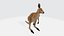 Kangaroo