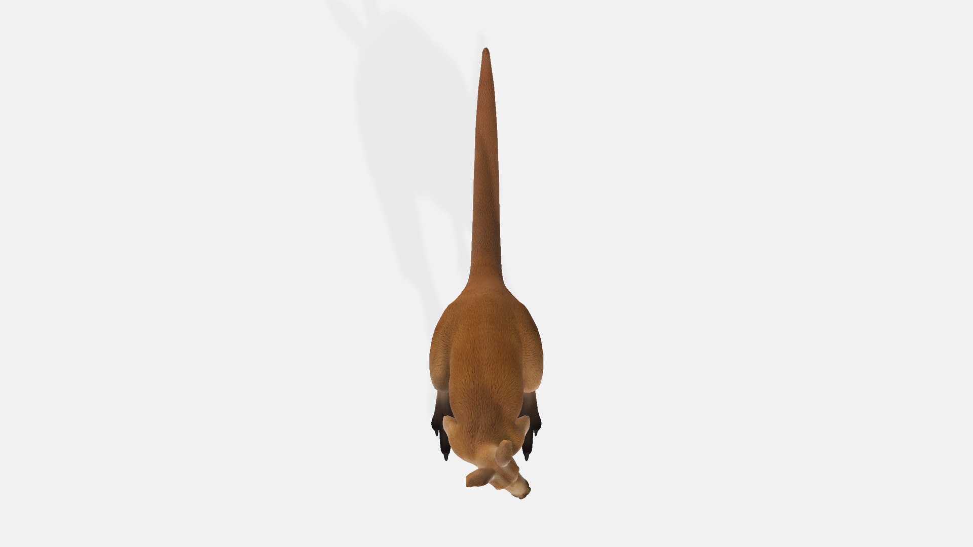 3D Kangaroo https://p.turbosquid.com/ts-thumb/8u/eTvp57/8j/kangaroo00123456/png/1730736492/1920x1080/fit_q87/c593d369af267a1a4a7afc11a69bc5f2afadafd1/kangaroo00123456.jpg
