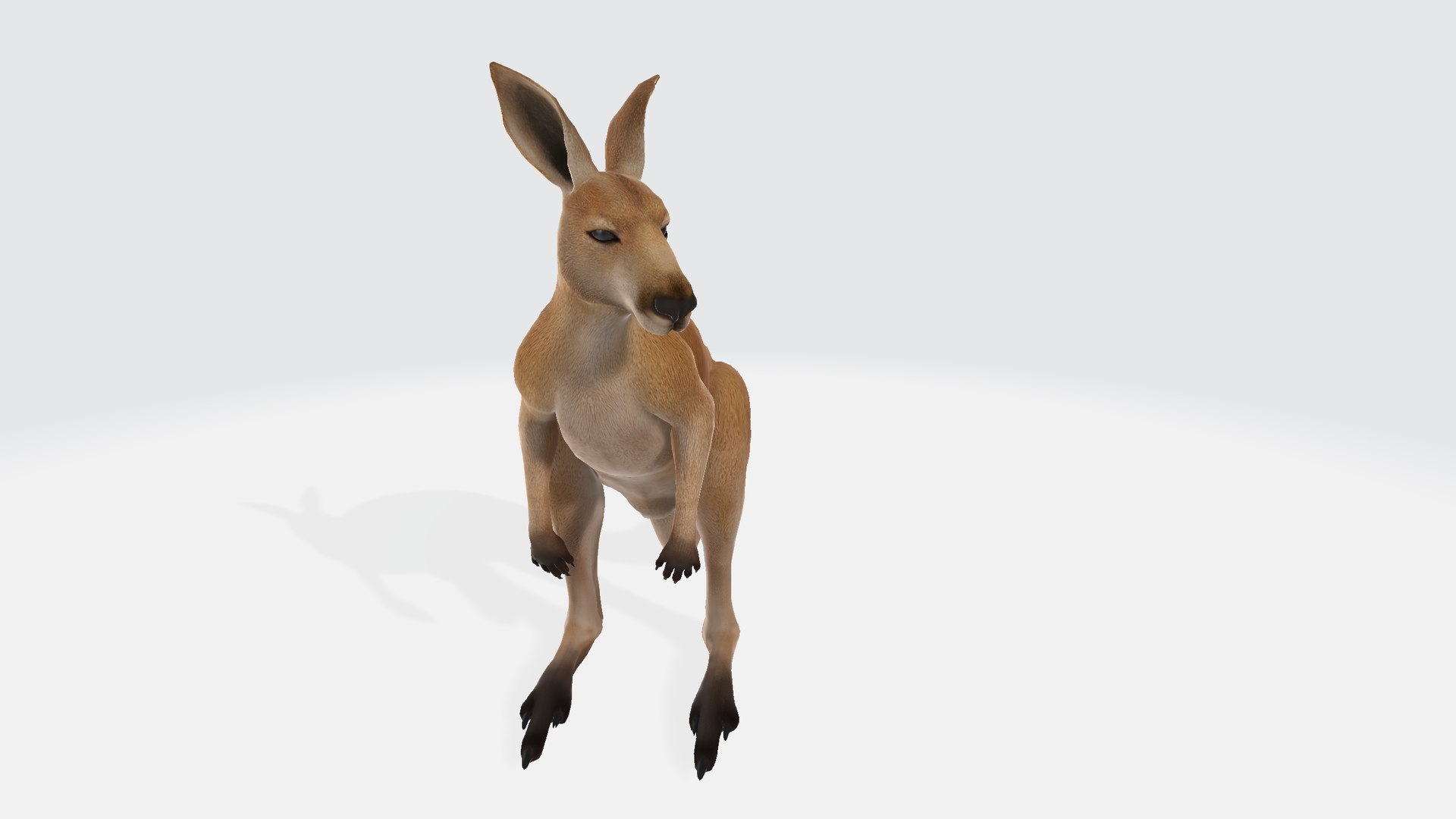 3D Kangaroo https://p.turbosquid.com/ts-thumb/8u/eTvp57/HQ/kangaroo001234/png/1730736492/1920x1080/fit_q87/2100ac27b3de3761390541561842faad3fe0c8ea/kangaroo001234.jpg