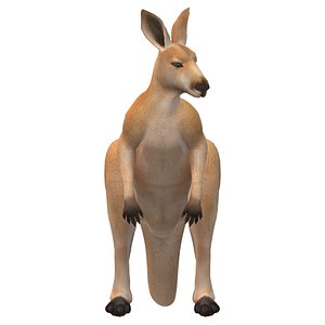 3D Kangaroo