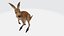 Kangaroo