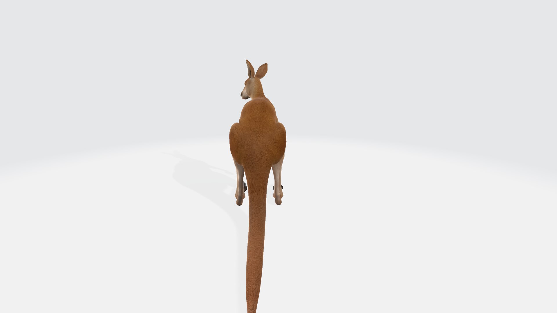 3D Kangaroo https://p.turbosquid.com/ts-thumb/8u/eTvp57/MV/kangaroo00123/png/1730736491/1920x1080/fit_q87/d565e6cc9066dea70b1c41c3bf2aa5f166bd81ca/kangaroo00123.jpg