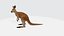 Kangaroo