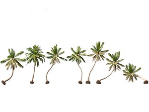 3D Cocos nucifera - Coconut tree  04 model