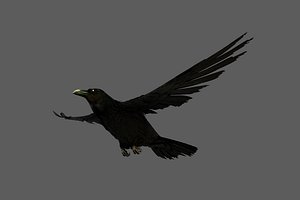 crow obj