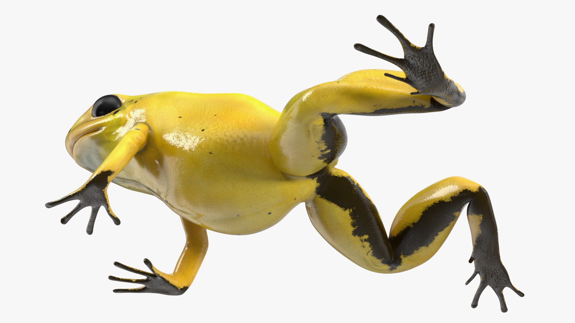 3D Golden Poison Arrow Frog Crawling Pose - TurboSquid 2189638