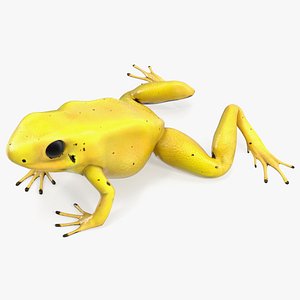 Golden Poison Arrow Frog Crawling Pose